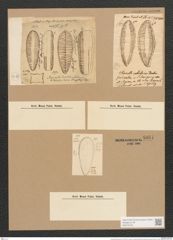 Surirella dentata Schum. (de-Toni-Nr.: Genus 53, Species 2248) Zeichnungen Sammlung Grunow Nr. 4681 (NHMW-BOT-W0372754)
